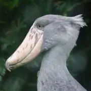 ハシビロさんの画像