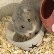 oketoshiの画像