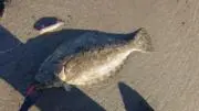 Hugutaraの画像