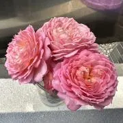 たいたい:プロフの3点了承をお願いしますの画像