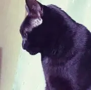 ポップキン