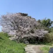 ぱぷりんこの画像