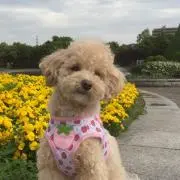 みーさんの画像