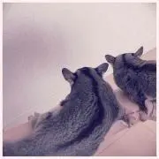 みこの画像