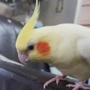 サキ