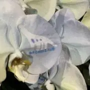 mikiyoonの画像