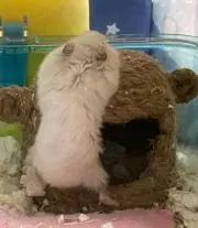 ゆきんこの画像