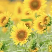 Happiness*の画像