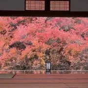 レイの画像