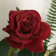 ちょこの画像