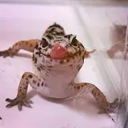 ぺち＊発送方法要確認＊