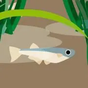 メダカの画像