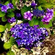 百花  ★即購入OKの画像