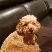 yuki