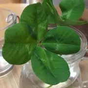 Poconの画像
