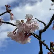 桓騎の画像