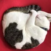 てっちゃんの画像