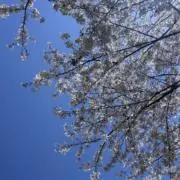 Amiの画像