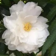 ハヤシの画像