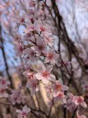 えりりん(説明欄必ずお読みください。)の画像