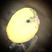 ロゼの画像