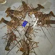 Nao