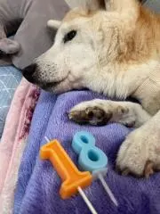 いぬみみの画像