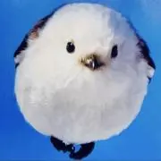 ぴーちゃんの画像