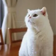 ねこの画像
