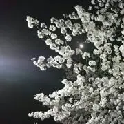 モクレン