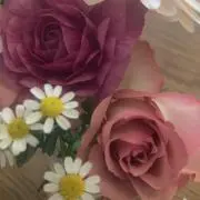 HANAの画像