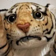 ねこの画像