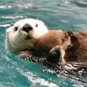 ばーどちゃんの画像