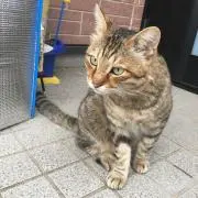 チロリの画像