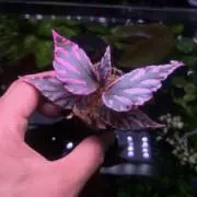 k7の画像