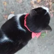 みーの画像