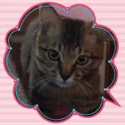 ぽーにゃん