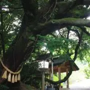 ハレルヤ　八ちゃん