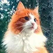 ブランド好きの画像