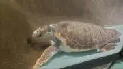 クロ1の画像