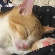 cocaの画像