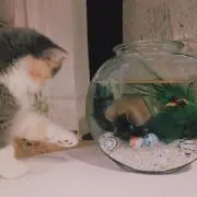 ねこ/発送に関してプロフ記載の画像