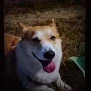 capybara san
