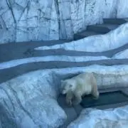 らんらんの画像