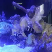 スーパーヒーロー