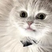 タナカ