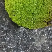 超簡易包装で発送します　ぽんつくの画像