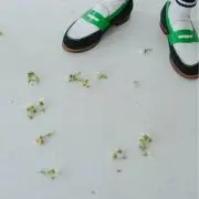 Aの画像