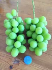 はつはなの画像