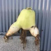 ミオカの画像